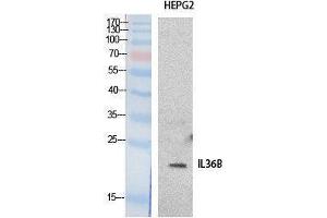 Western Blotting (WB) image for anti-Interleukin 1 eta (FIL1h) (Internal Region) antibody (ABIN3178528) (FIL1h 抗体  (Internal Region))