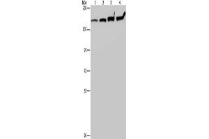 Gel: 6 % SDS-PAGE, Lysate: 40 μg, Lane 1-4: HT29 cells, A549 cells, 293T cells, Hela cells, Primary antibody: ABIN7191558(MYBBP1A Antibody) at dilution 1/200, Secondary antibody: Goat anti rabbit IgG at 1/8000 dilution, Exposure time: 20 seconds (MYBBP1A 抗体)