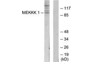 Western Blotting (WB) image for anti-Mitogen-Activated Protein Kinase Kinase Kinase Kinase 1 (MAP4K1) (AA 371-420) antibody (ABIN2889709) (MAP4K1 抗体  (AA 371-420))