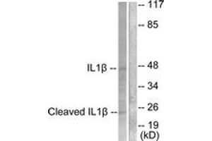 Western Blotting (WB) image for anti-Caspase 1 (CASP1) (AA 161-210), (Cleaved-Asp210) antibody (ABIN2891162) (Caspase 1 抗体  (Cleaved-Asp210))