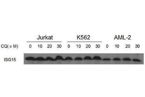 Western Blotting (WB) image for anti-ISG15 Ubiquitin-Like Modifier (ISG15) antibody (ABIN2996231) (ISG15 抗体)