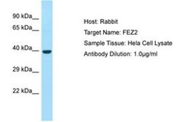 FEZ2 抗体  (AA 264-313)