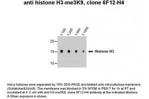 Image no. 1 for anti-Histone 3 (H3) (H3K9me2), (H3K9me3) antibody (ABIN1169690) (Histone 3 抗体  (H3K9me2, H3K9me3))