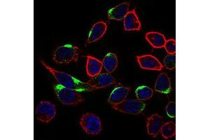 Immunocytochemistry (ICC) image for anti-Neuronal Cell Adhesion Molecule (NRCAM) (AA 1192-1255) antibody (ABIN1843141) (NrCAM 抗体  (AA 1192-1255))