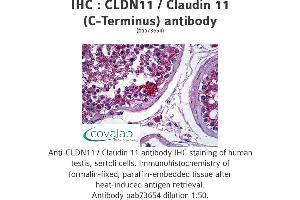 Image no. 1 for anti-Claudin 11 (CLDN11) (C-Term) antibody (ABIN1733141) (Claudin 11 抗体  (C-Term))