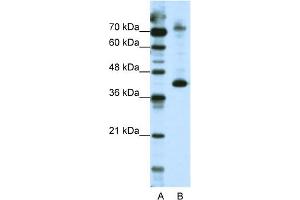 WB Suggested Anti-NKRF Antibody Titration:  2. (NKRF 抗体  (N-Term))