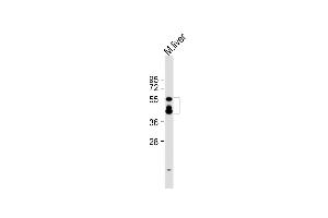 Anti-KMO Antibody (Center) at 1:2000 dilution + mouse liver lysate Lysates/proteins at 20 μg per lane. (KMO 抗体  (AA 155-182))