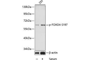Western blot analysis of extracts from 293 cells using phospho-FOXO4-S197 antibody (ABIN3019724, ABIN3019725, ABIN3019726 and ABIN1681609). (FOXO4 抗体  (pSer197))