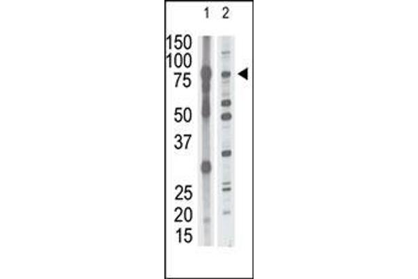 MMP15 抗体  (N-Term)