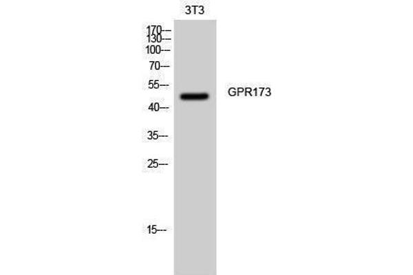 GPR173 抗体  (Internal Region)