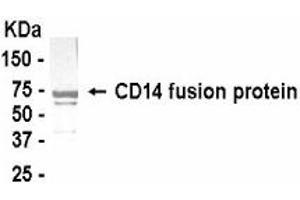 Western Blotting (WB) image for anti-CD14 (CD14) (AA 40-230) antibody (ABIN2467790) (CD14 抗体  (AA 40-230))