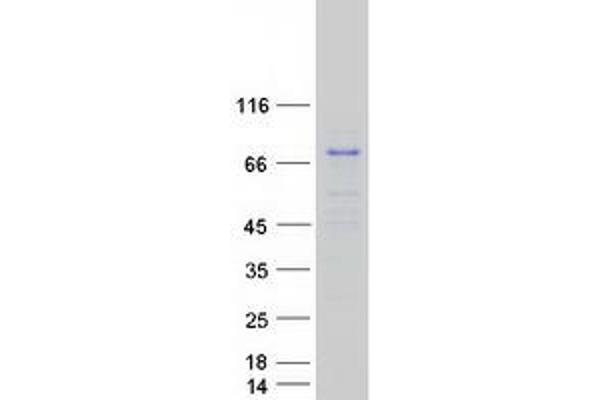 MAPK4 Protein (Myc-DYKDDDDK Tag)