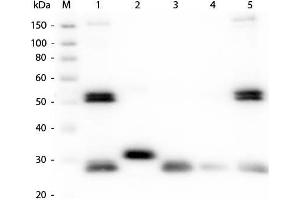 Western Blotting (WB) image for Goat anti-Rat IgG antibody (DyLight 680) - Preadsorbed (ABIN6699164)