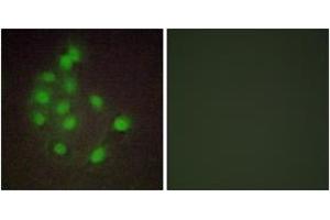 Immunofluorescence (IF) image for anti-Heart and Neural Crest Derivatives Expressed 1 (HAND1) (AA 141-190) antibody (ABIN2889372) (HAND1 抗体  (AA 141-190))