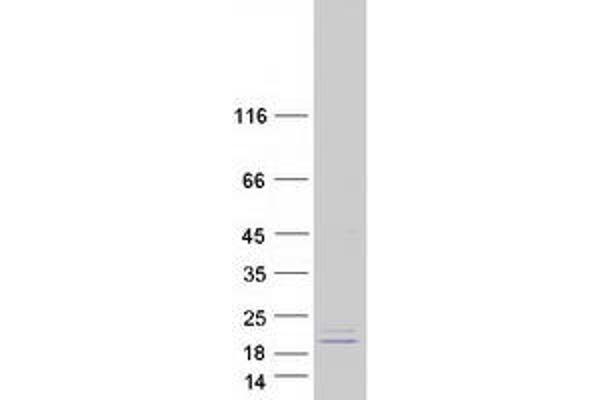 MRPS28 Protein (Myc-DYKDDDDK Tag)