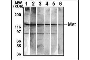 Western Blotting (WB) image for anti-Met Proto-Oncogene (MET) (Catalytic Domain) antibody (ABIN356340) (c-MET 抗体  (Catalytic Domain))
