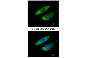 Immunofluorescence (IF) image for anti-Actin Related Protein 2/3 Complex, Subunit 2, 34kDa (ARPC2) antibody (ABIN2855249)