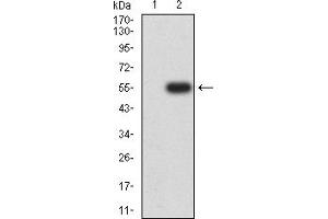 Western blot analysis using CHRNA7 mAb against HEK293 (1) and CHRNA7 (AA: extra 52-259)-hIgGFc transfected HEK293 (2) cell lysate. (CHRNA7 抗体  (AA 52-259))