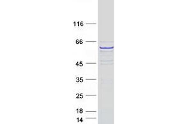 Tektin 3 Protein (TEKT3) (Myc-DYKDDDDK Tag)