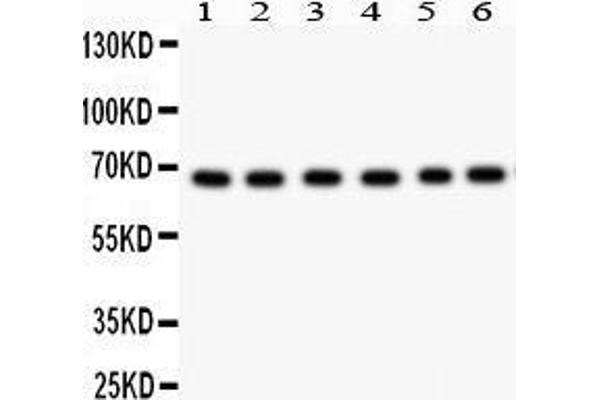 PKC iota 抗体  (AA 21-214)