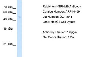 Glycoprotein antibody used at 1 ug/ml to detect target protein. (Glycoprotein 抗体)