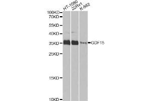 Western blot analysis of extracts of various cell lines, using GDF15 Antibody (ABIN5970032) at 1/1000 dilution. (GDF15 抗体)