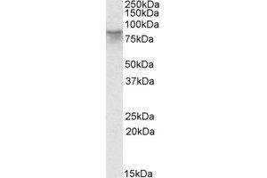 Image no. 1 for anti-Afamin (AFM) (Internal Region) antibody (ABIN453974) (Afamin 抗体  (Internal Region))