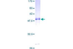 PCSK4 Protein (AA 1-242) (GST tag)