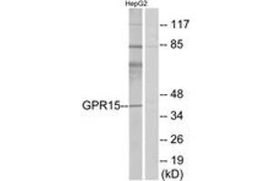Western blot analysis of extracts from HepG2 cells, using GPR15 Antibody. (GPR15 抗体  (AA 201-250))