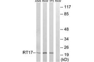 Western blot analysis of extracts from NIH-3T3/RAW264. (MRPS17 抗体  (AA 11-60))
