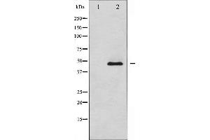 Western blot analysis of Adrenergic Receptor beta2 expression in NIH-3T3 whole cell lysates,The lane on the left is treated with the antigen-specific peptide. (beta 2 Adrenergic Receptor 抗体  (C-Term))