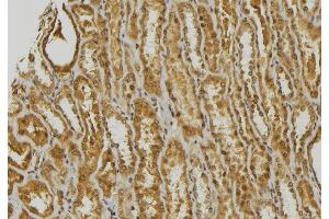 ABIN6278470 at 1/100 staining Mouse kidney tissue by IHC-P. (GNRH1 抗体)