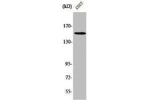 Western Blot analysis of COS7 cells using Phospho-PLC γ1 (Y771) Polyclonal Antibody (Phospholipase C gamma 1 抗体  (pTyr771))