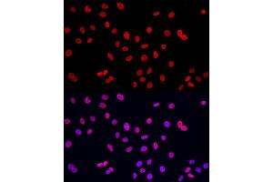 Immunofluorescence analysis of A-549 cells using Lamin A/C Rabbit pAb (ABIN6133798 and ABIN6143078) at dilution of 1:150 (40x lens). (Lamin A/C 抗体)
