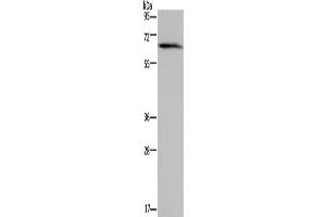 Western Blotting (WB) image for anti-Neutrophil Cytosolic Factor 2 (NCF2) antibody (ABIN2423894) (NCF2 抗体)