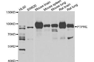 Western blot analysis of extracts of various cell lines, using PTPRE antibody. (PTPRE 抗体)