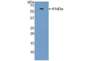 Detection of Recombinant NES, Mouse using Polyclonal Antibody to Nestin (NES) (Nestin 抗体  (AA 197-462))