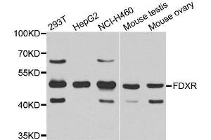 Western Blotting (WB) image for anti-Ferredoxin Reductase (FDXR) (AA 252-491) antibody (ABIN6220396) (Ferredoxin Reductase 抗体  (AA 252-491))