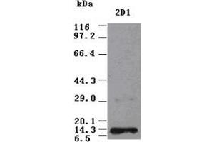 NT3 antibody (2D1) at 1:2000 + Recombinant Human NT3 (Neurotrophin 3 抗体  (AA 139-257))