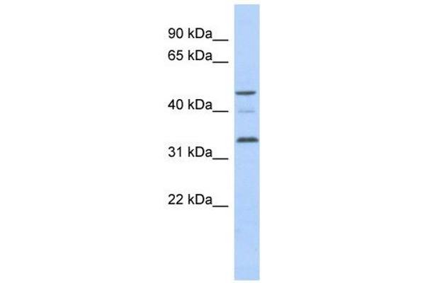 CCNYL1 抗体  (N-Term)