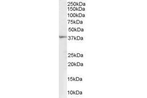 Western Blotting (WB) image for anti-Renalase, FAD-Dependent Amine Oxidase (RNLS) (Internal Region) antibody (ABIN2466189) (RNLS 抗体  (Internal Region))