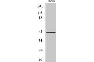 Western Blotting (WB) image for anti-G Protein Regulated Inducer of Neurite Outgrowth 2 (GPRIN2) (N-Term) antibody (ABIN3184936) (GPRIN2 抗体  (N-Term))