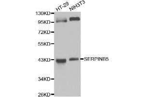 Western blot analysis of extracts of various cell lines, using SERPINB5 antibody (ABIN6292701) at 1:1000 dilution. (SERPINB5 抗体)