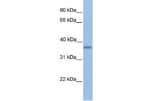 Western Blotting (WB) image for anti-EMI Domain Containing 1 (EMID1) antibody (ABIN2459392) (EMID1 抗体)