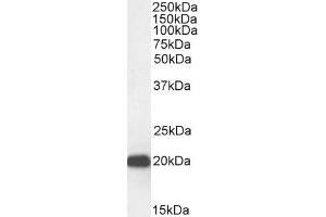 Western Blotting (WB) image for anti-Chromobox Homolog 3 (CBX3) (Internal Region) antibody (ABIN185493)