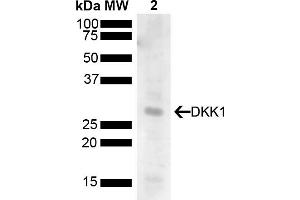 Western blot analysis of Human 293T showing detection of 28. (DKK1 抗体  (AA 120-220) (PerCP))