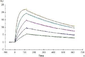 Surface Plasmon Resonance (SPR) image for SARS-CoV-2 Spike (N501Y), (RBD) protein (His tag) (ABIN7274385)