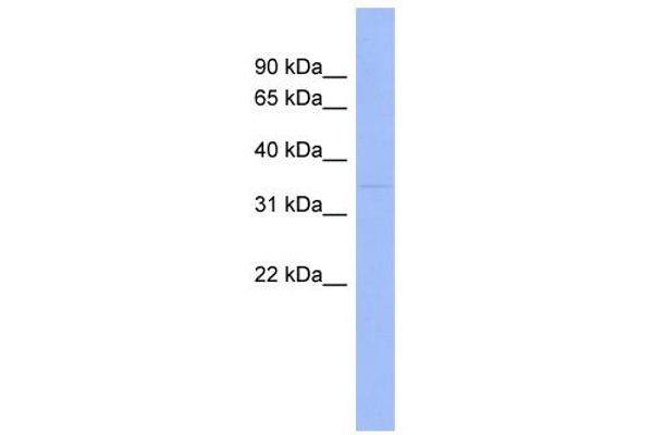 WNT7B 抗体  (Middle Region)