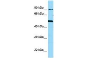 Image no. 1 for anti-Bone Morphogenetic Protein 4 (BMP4) (AA 23-72) antibody (ABIN6748177) (BMP4 抗体  (AA 23-72))
