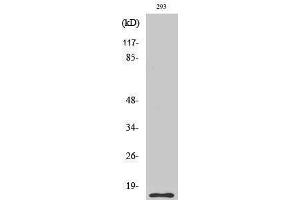 Western Blotting (WB) image for anti-Caspase 5 p10 (cleaved), (Ser331) antibody (ABIN3172751) (Caspase 5 p10 抗体  (cleaved, Ser331))